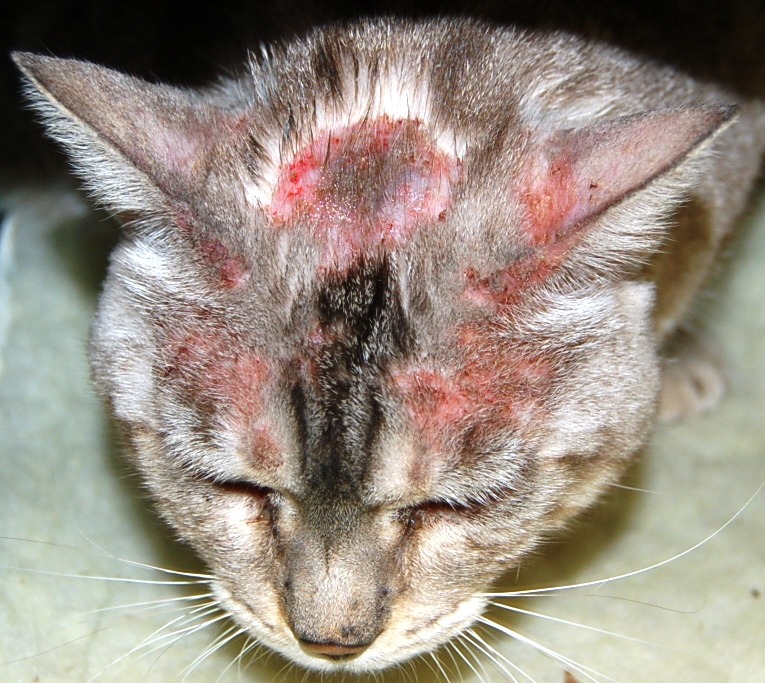 Köpek ve Kedilerde Atopik Dermatitin Doğal Yollarla Çözümü